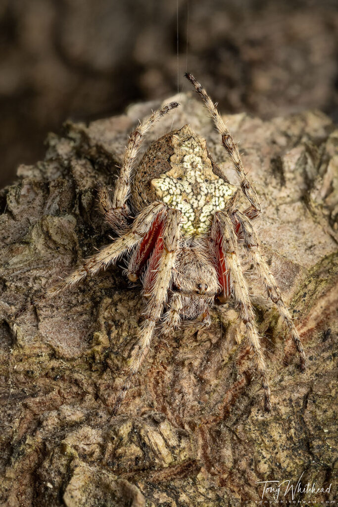 Photo of a Garden Orbweb Spider camouflaged against bark