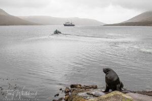 New Zealand Sea Lions – Perseverance Harbour, Campbell Island