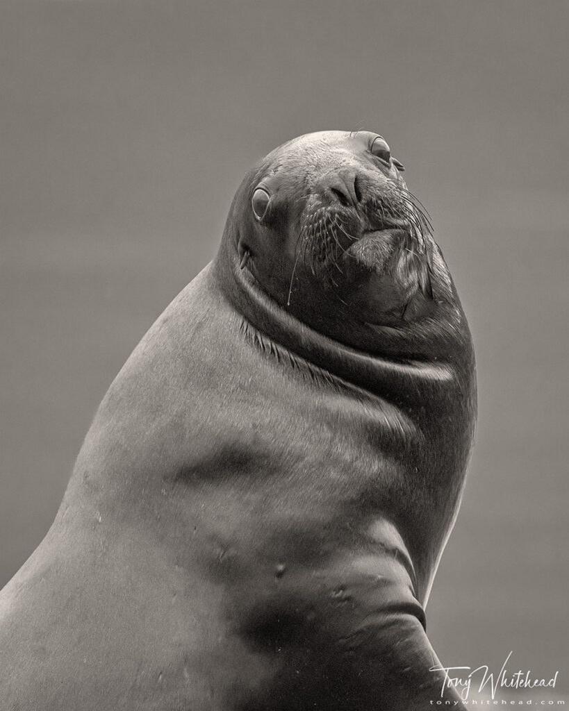 Portrait of a New Zealand Sea Lion / Whakahao