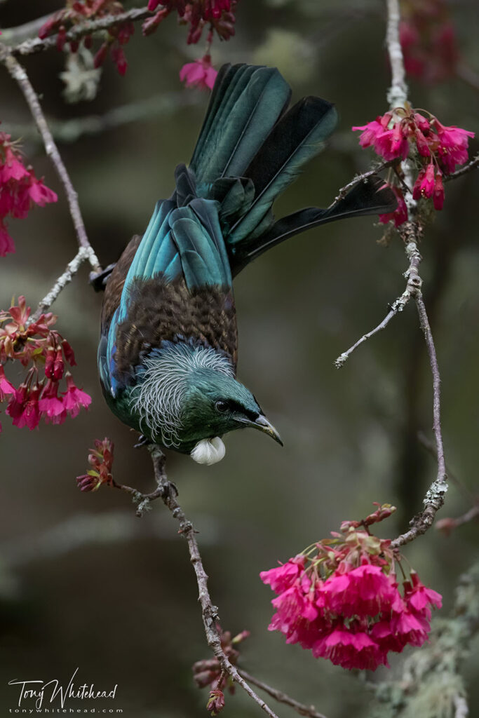 Photo of Tui 