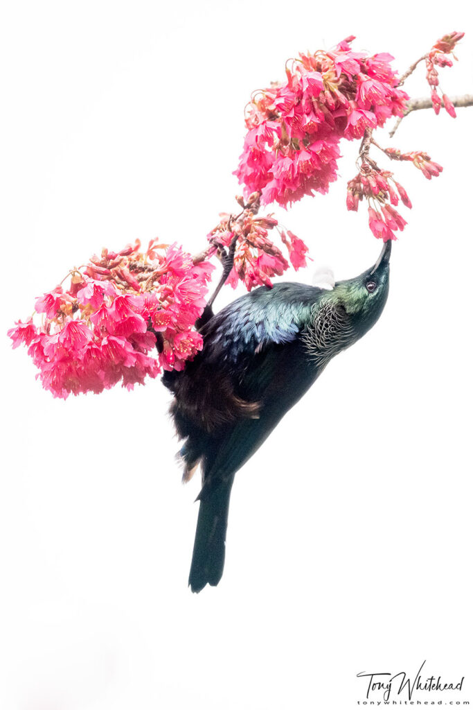 Photo of Tui 