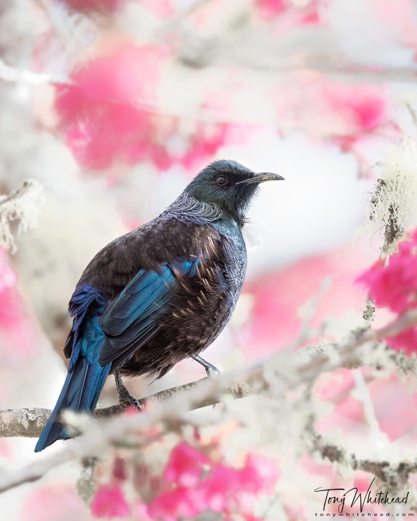 Photo of Tui in the Cherry Blossom