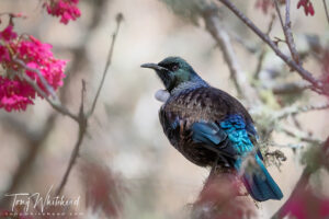 A Hui of Tui