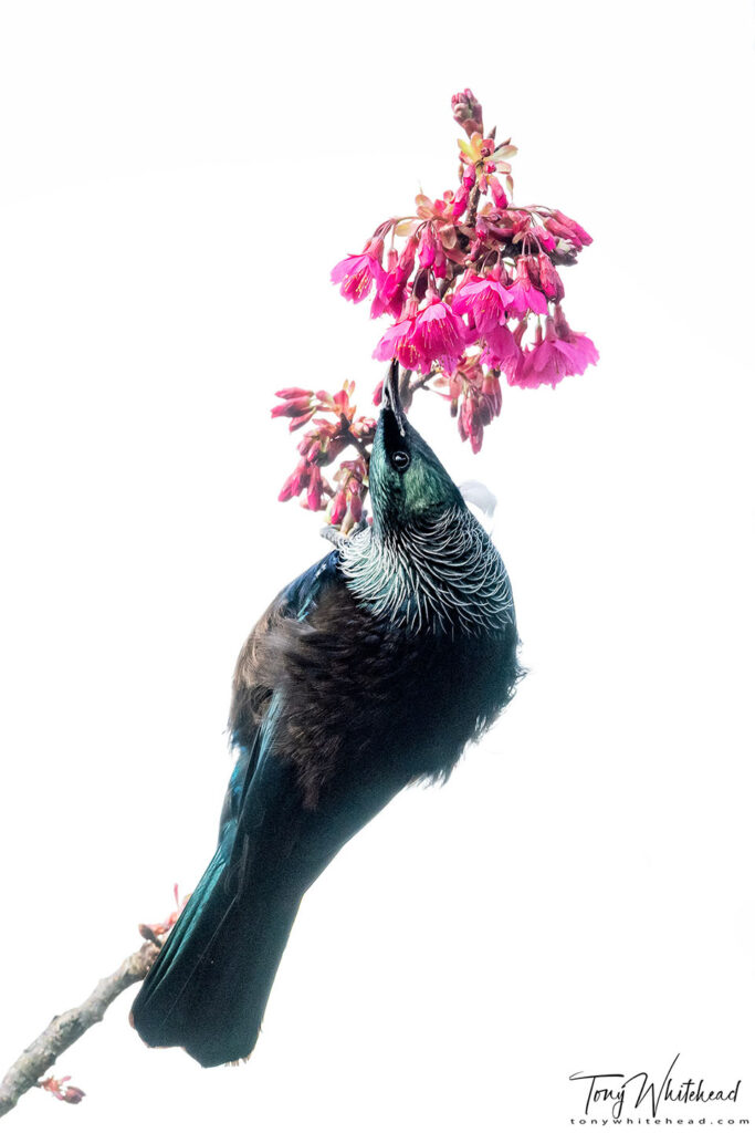 Photo of Tui on White