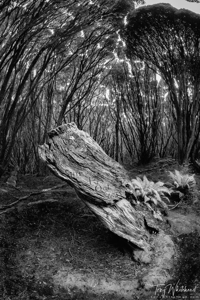 Photo of the Victoria Tree, Hardwicke settlement, Auckland Island