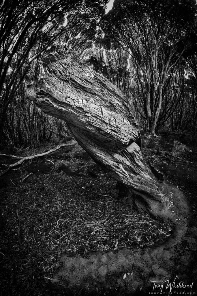 Photo of the Victoria Tree, Auckland Island