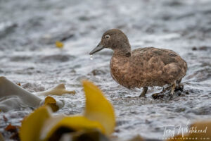 Auckland Island Teal Revisited