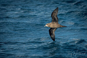 ōi – Grey-faced Petrel