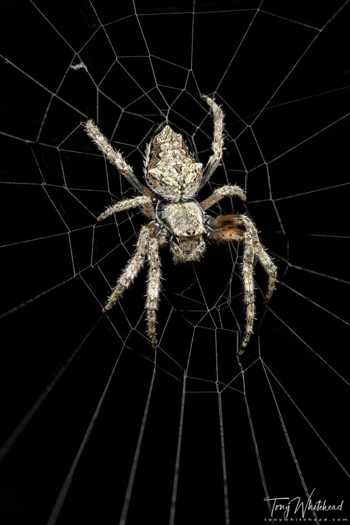 Photo of a Garden Orbweb on her web