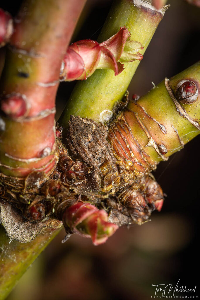 Photo of an Orbweb Spider on a rose bush. Legs echoing lines on the stem.