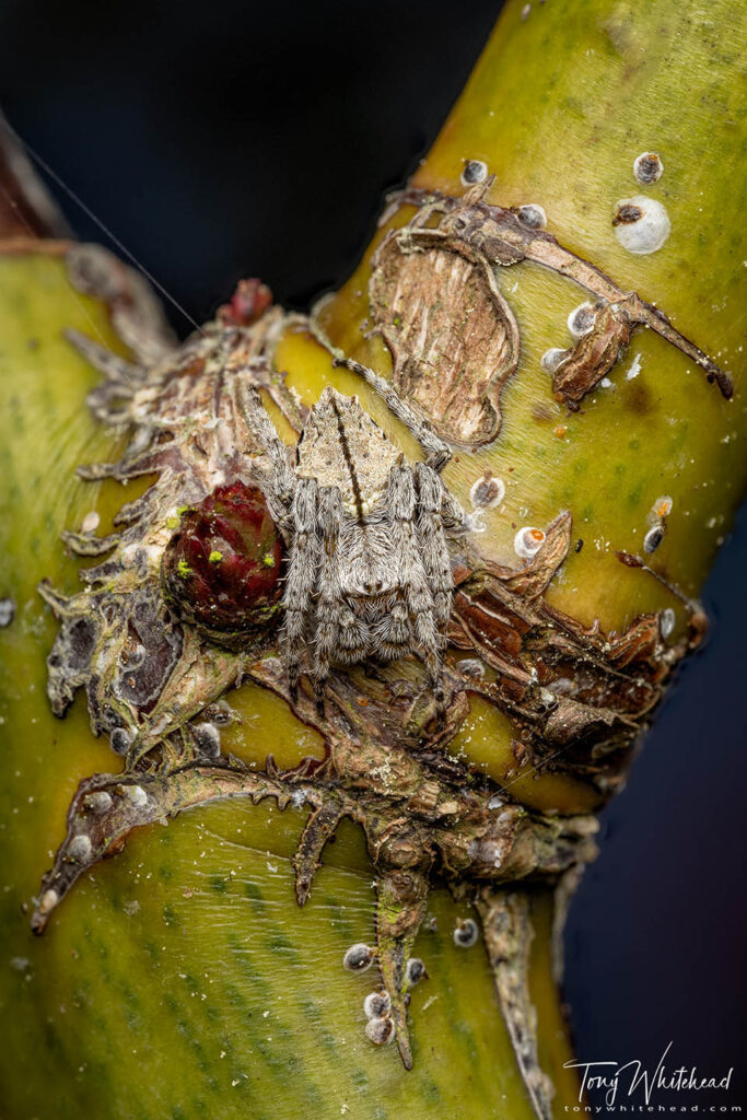 Photo of a male Garden Orbweb spider at rest on a rose bush. 