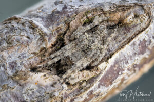 Camouflage of Garden Orbweb Spiders