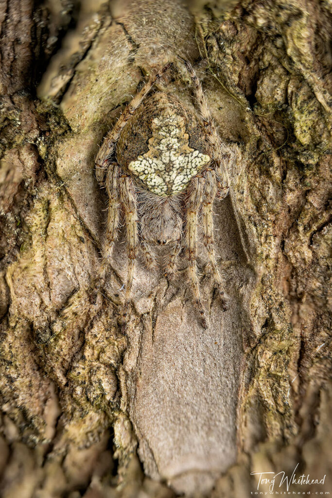 Closer photo of a Garden Orbweb Spider at rest on a Yucca stem