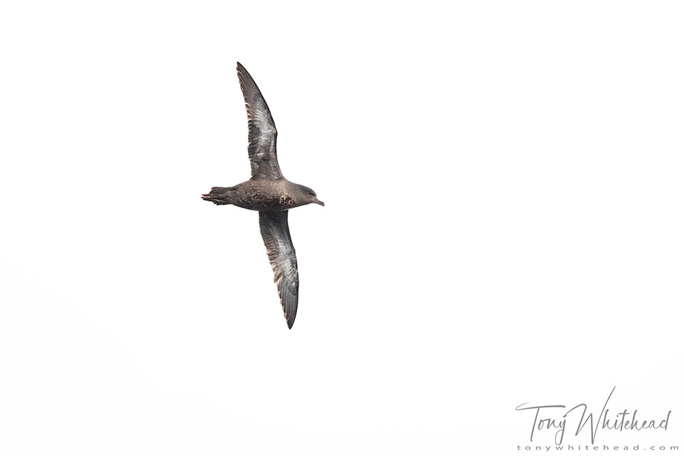 Tītī – Sooty Shearwater