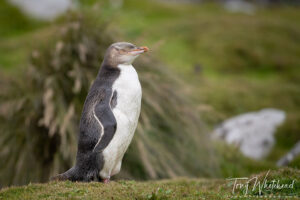 Newton’s Third Law of Motion and Implications for Bird Photography