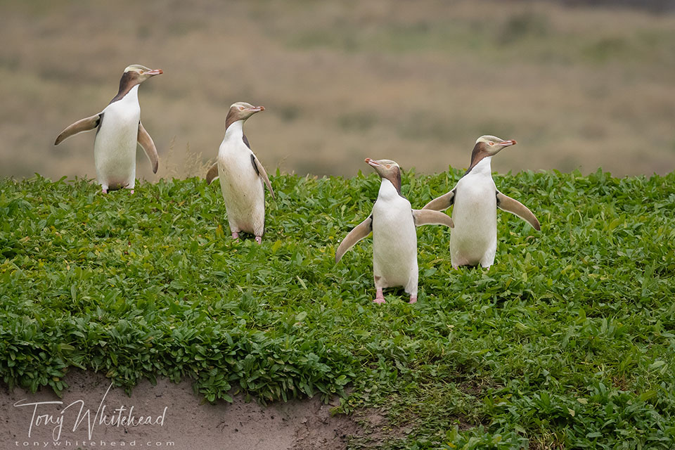 Yellow-eyed Penguin / Hoiho