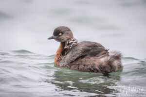 New Zealand Dabchick / weweia