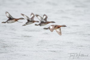 Dabchicks in Flight