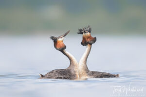 Lake Hayes Great Crested Grebes