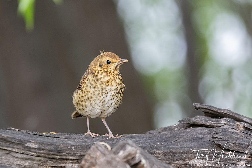 Lake Hayes Song Thrush