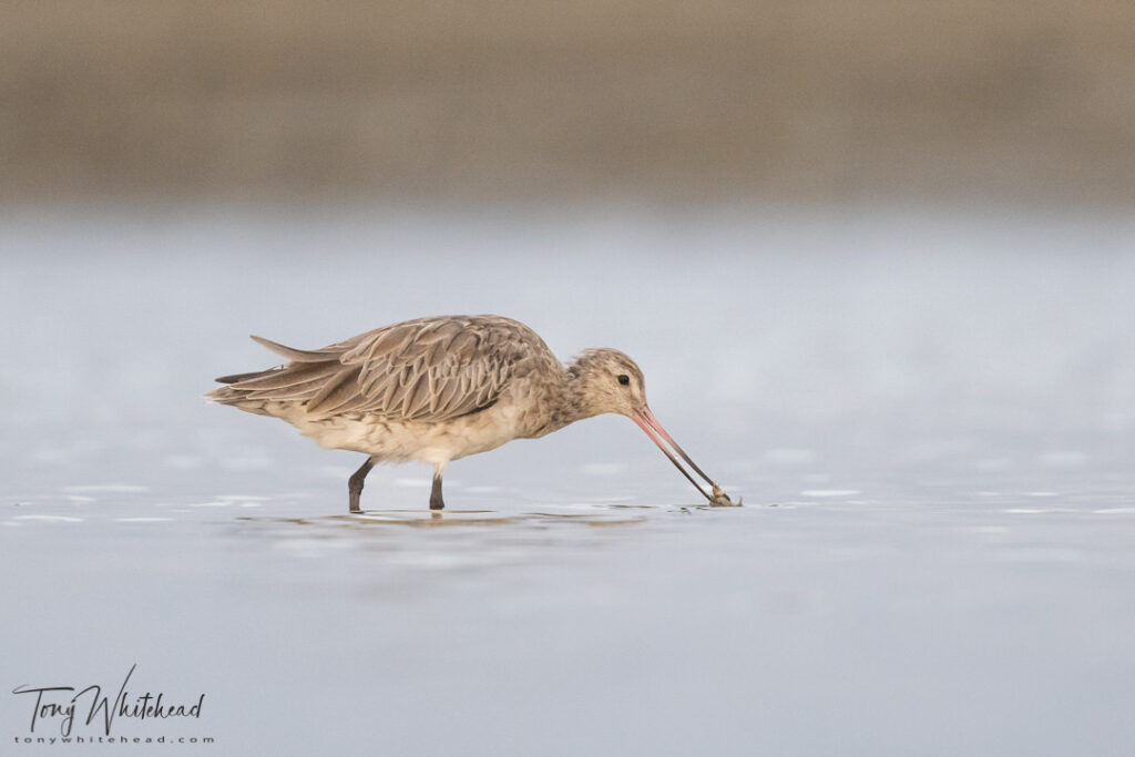 Photo of a Bar-tailed Godwit capturing a crab