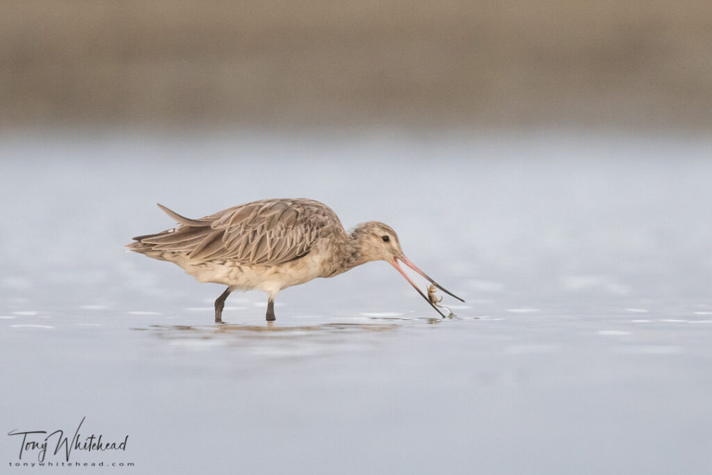 Photo of a Bar-tailed Godwit capturing a crab