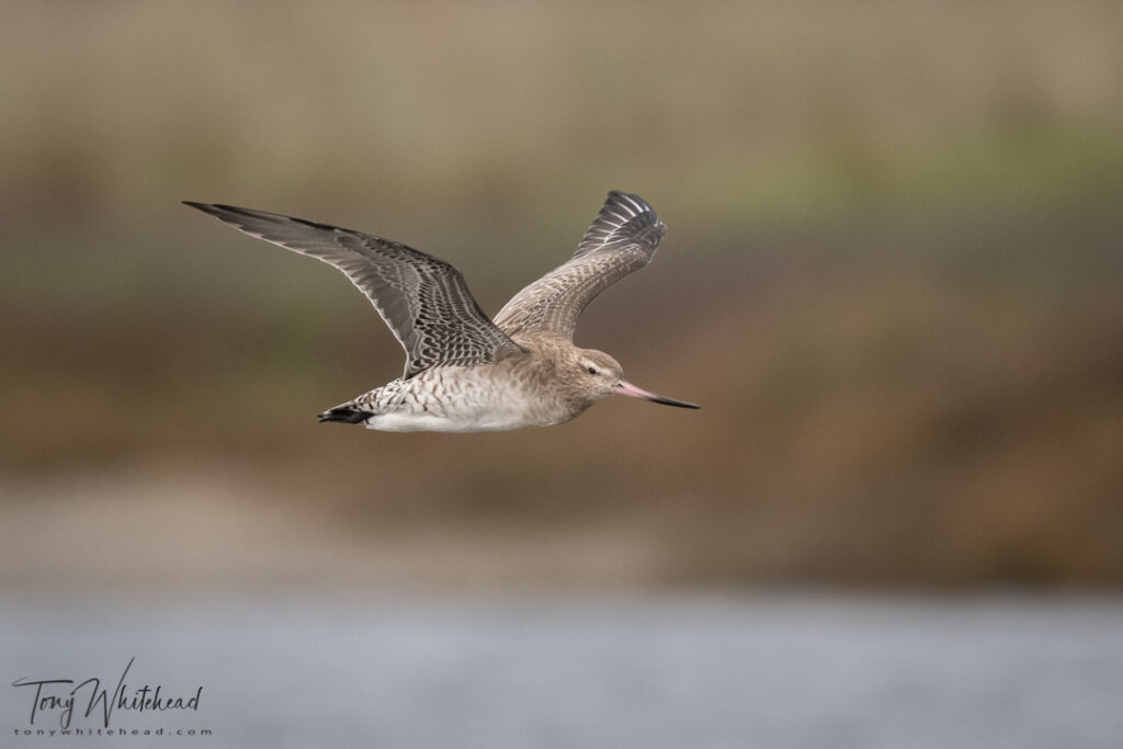 Bar-tailed Godwit in flight. One of a series of sharp images selected for best wing position.