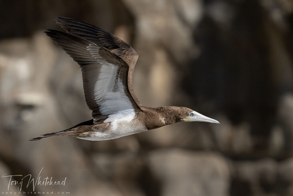 Photo of a Brown Booby - Nikon Z9 with Nikkor Z 100-400