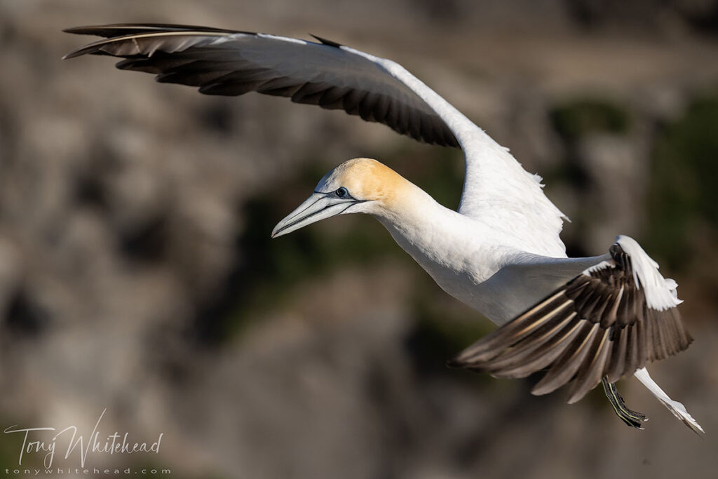 Photo of an Australasian Gannet - Nikon Z9 with Nikkor Z 100-400 - full frame