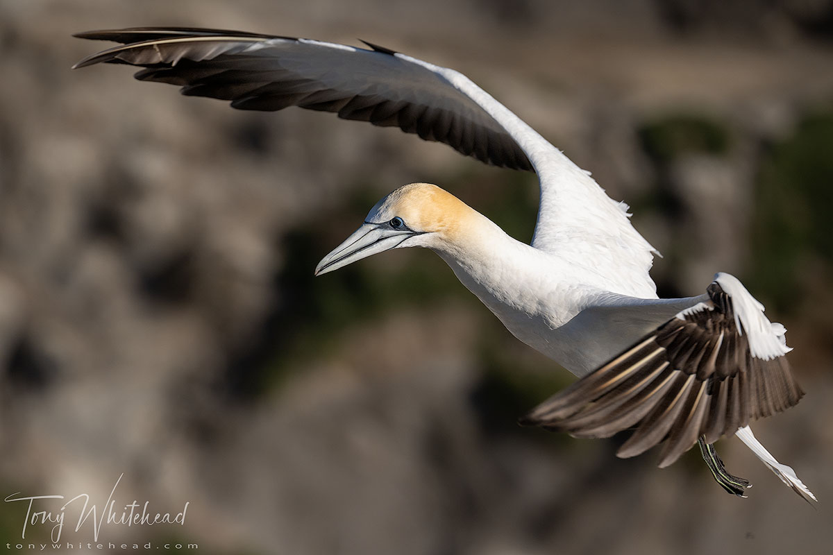 Nikon Z9 for Birds in Flight