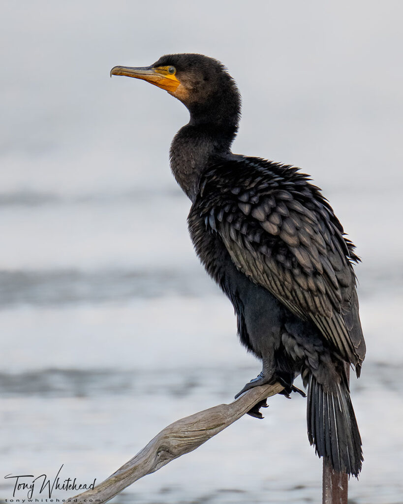 Photo of Black Shag/Great Cormorant - Nikkor Z 100-400mm f4.5-5.6 VR S + Nikon Z 1.4x teleconverter