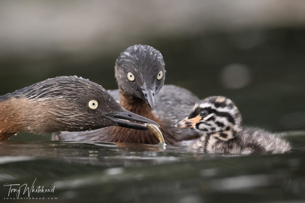 Photo of NZ Dabchick feeding young.