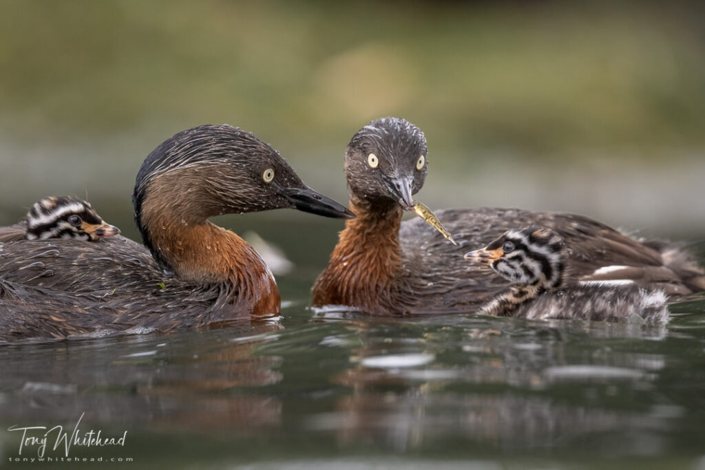 Photo of NZ Dabchick family