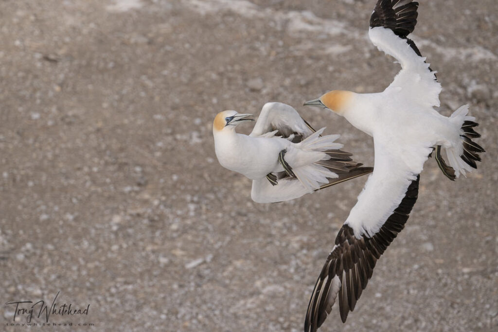 Photo of a Gannet taking evasive action during a near collision in flight