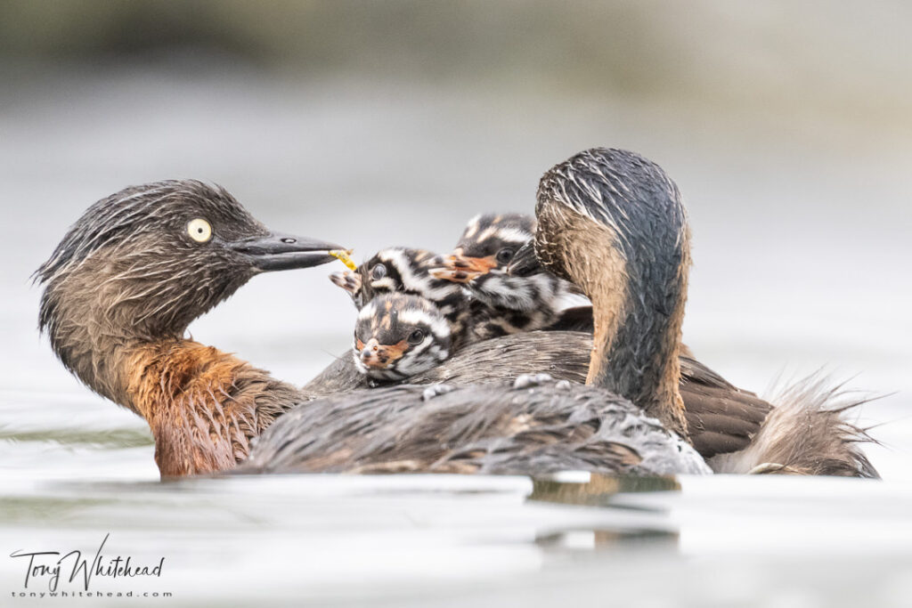 Photo of NZ Dabchick family