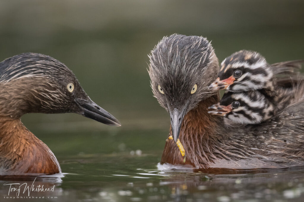 Photo of NZ Dabchicks with caddis larva to feed chicks