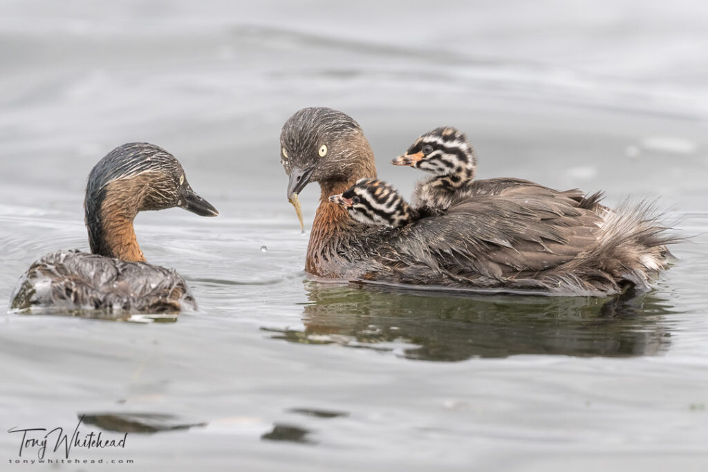 Photo of NZ Dabchicks  feeding chicks