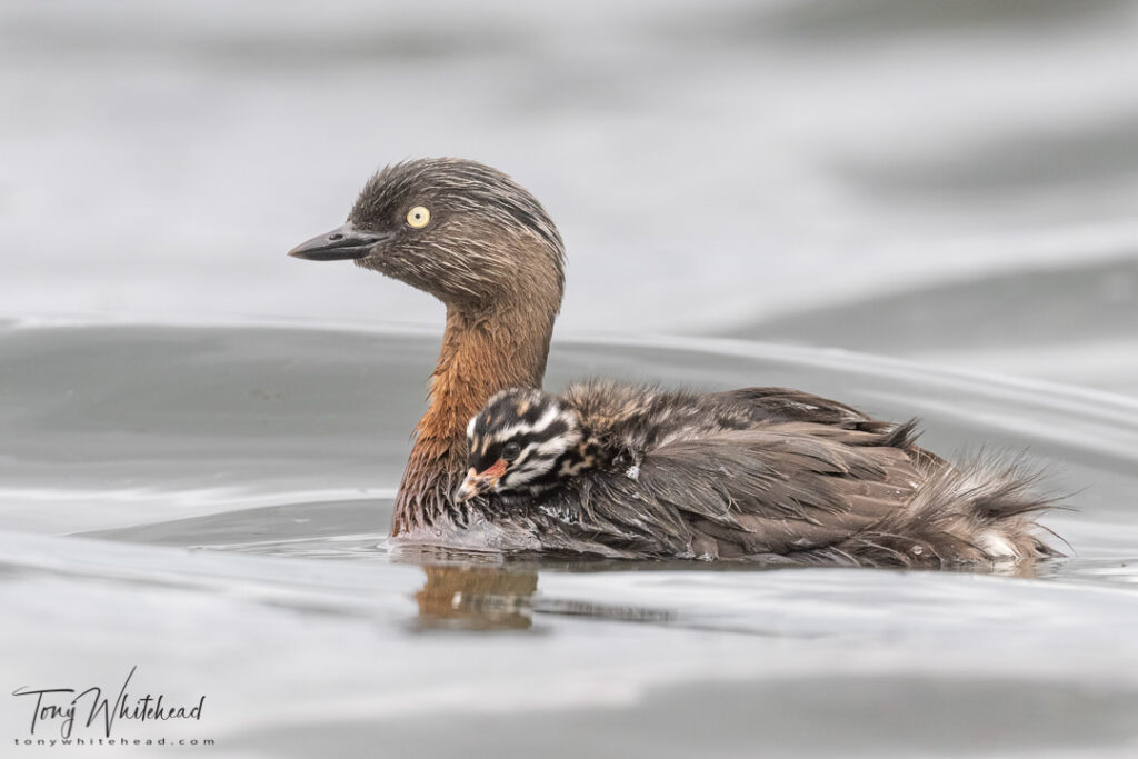 Photo of NZ Dabchick carrying young.