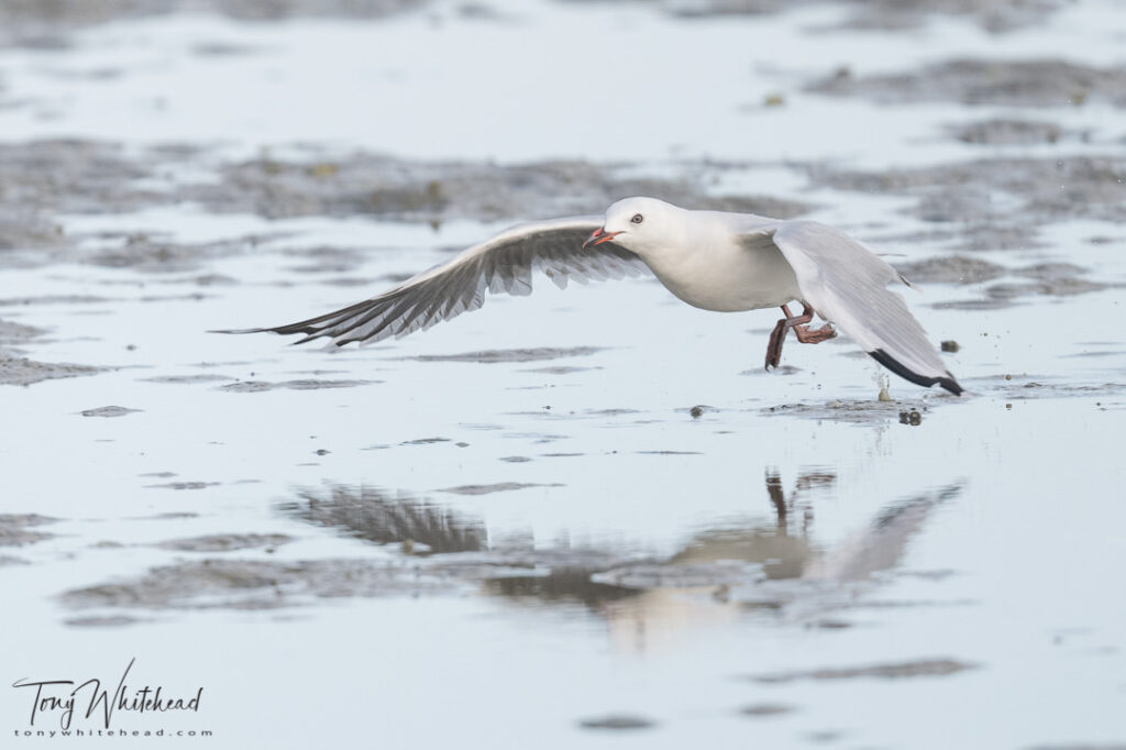 Photo of a Red-billed Gull.