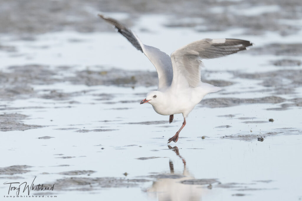 Photo of a Red-billed Gull.