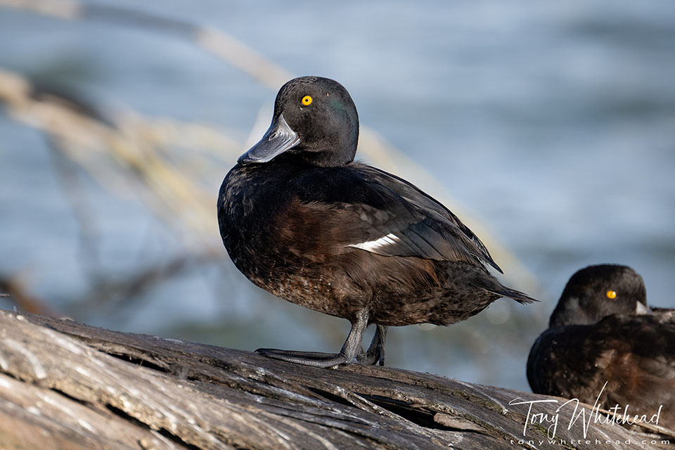 Nikkor Z 100-400mm f4.5-5.6 VR S for Bird Photography