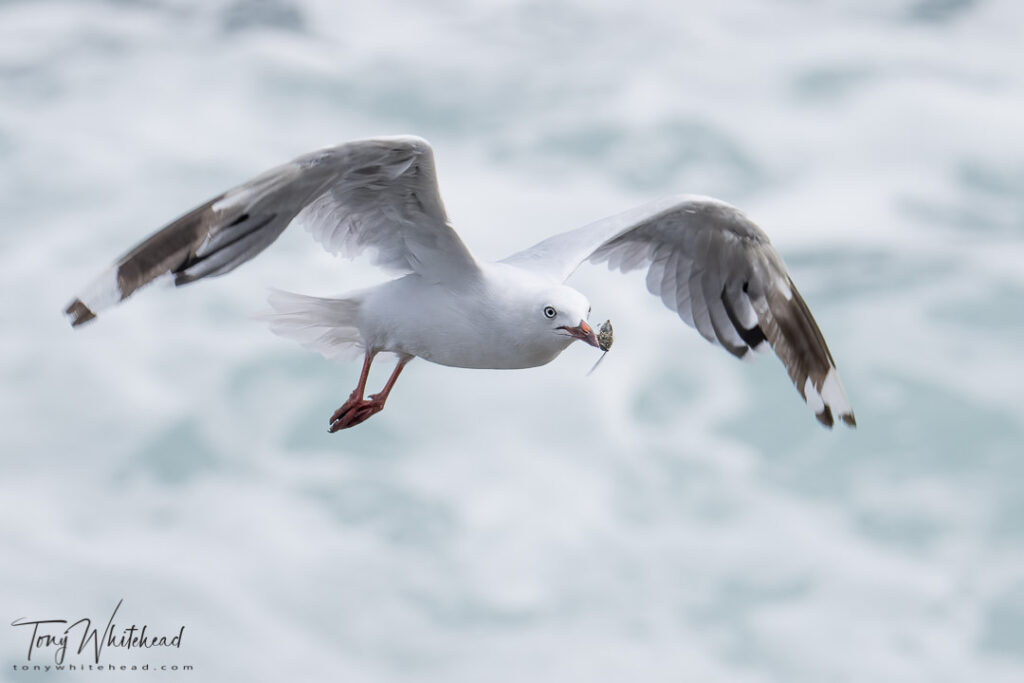 Photo of a Red-billed Gull with Cicada captured in flight 