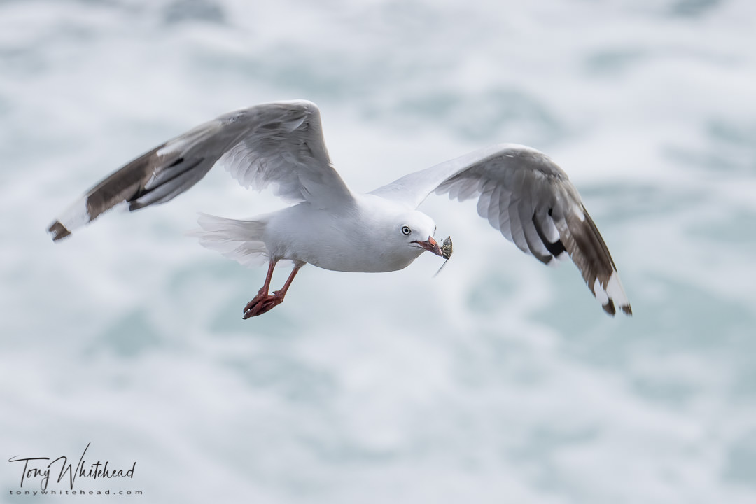 Nikon Z9 for Bird in Flight Action Sequences