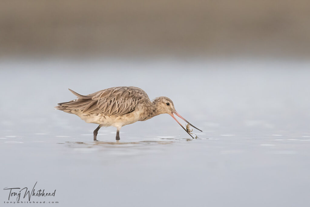 Nikon Z9 image of a Bar-tailed Godwit output from Lightroom after TIFF edited in Layers in Photoshop for further selective tonal adjustments, noise reduction and sharpening