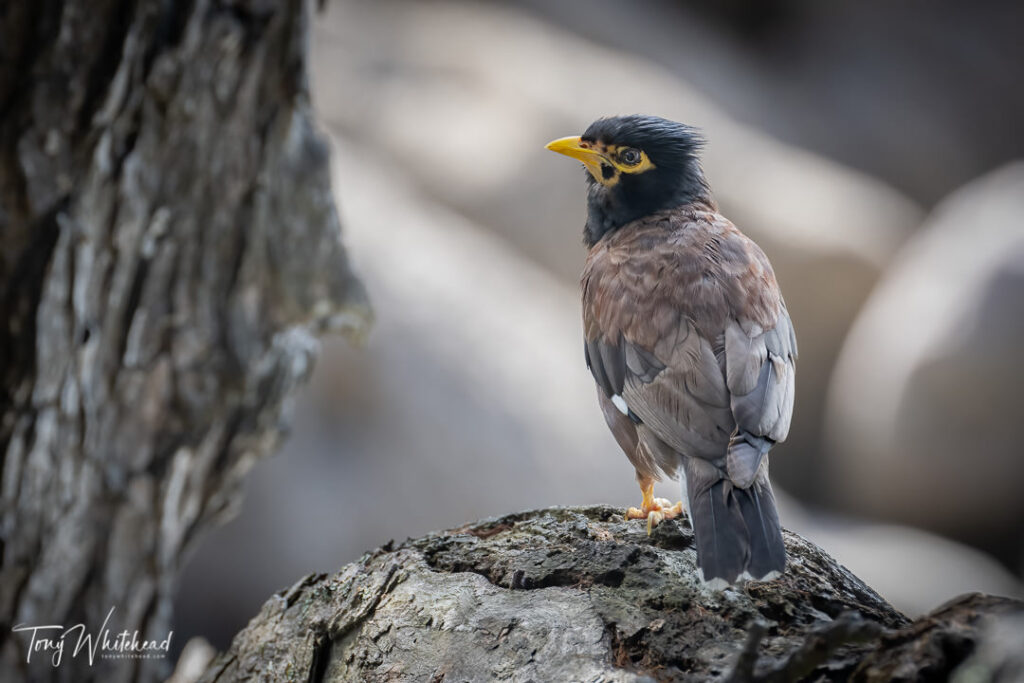 Photo of a Common Myna