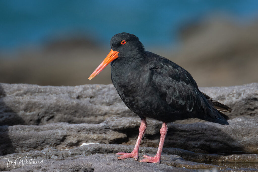 Photo of a Variable Oystercatcher