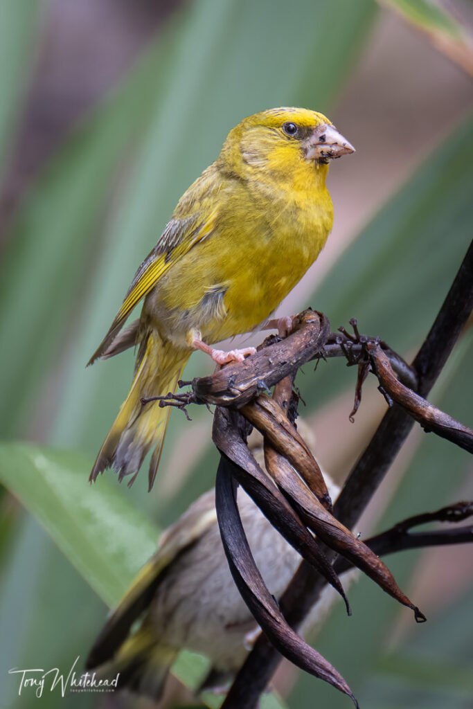 Photo of a Greenfinch harvesting flax seeds to feed a fledgling