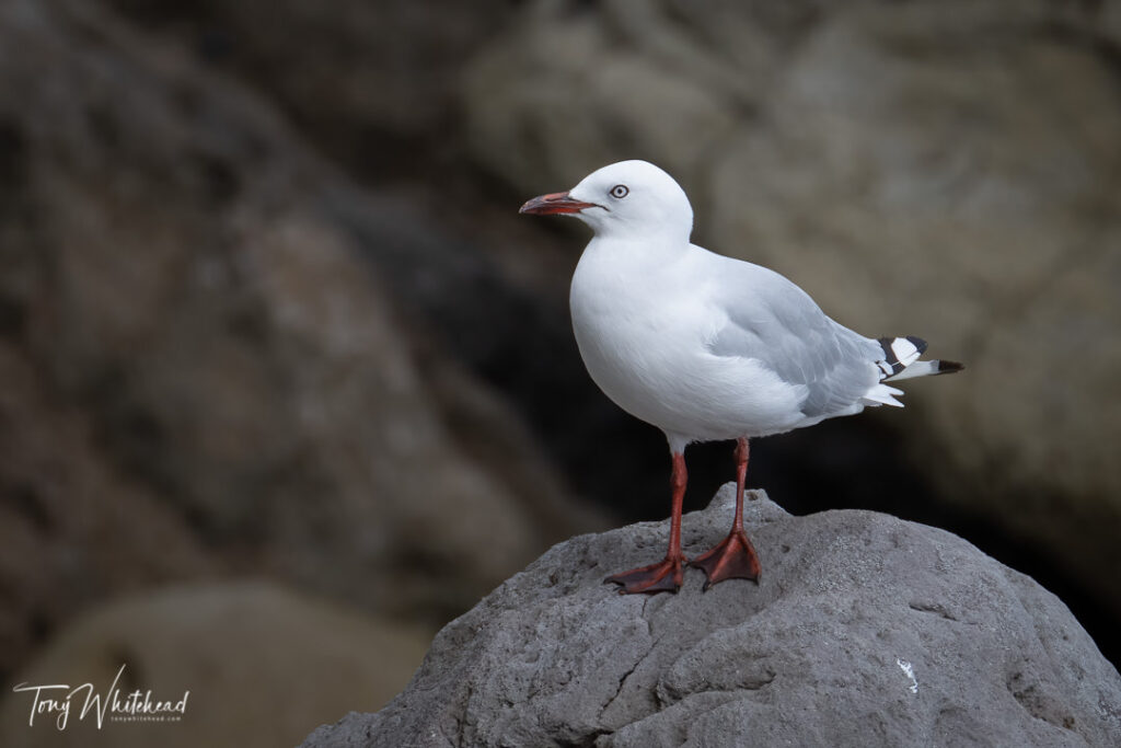 Photo of a Red-billed Gull on the lookout for Cicadas