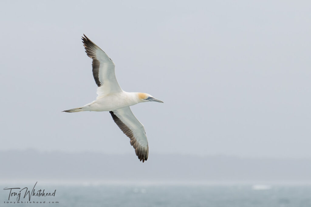 Photo of an Australasian Gannet