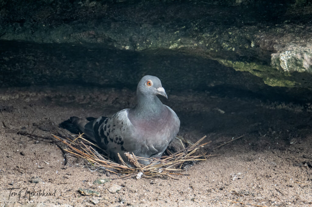 Photo of a Rock Pigeon nesting on a sheltered rock ledge
